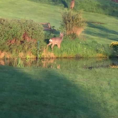 Apartment Mit Burgblick Im Gruenen, Familie Held Burgthann Dış mekan fotoğraf